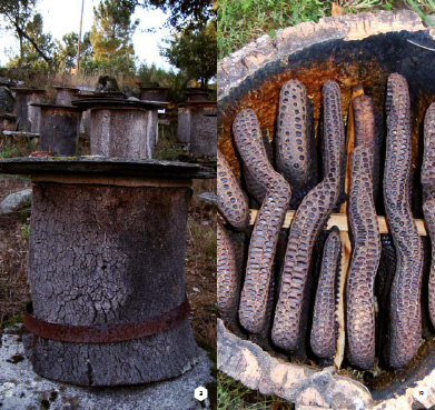 Cortizo